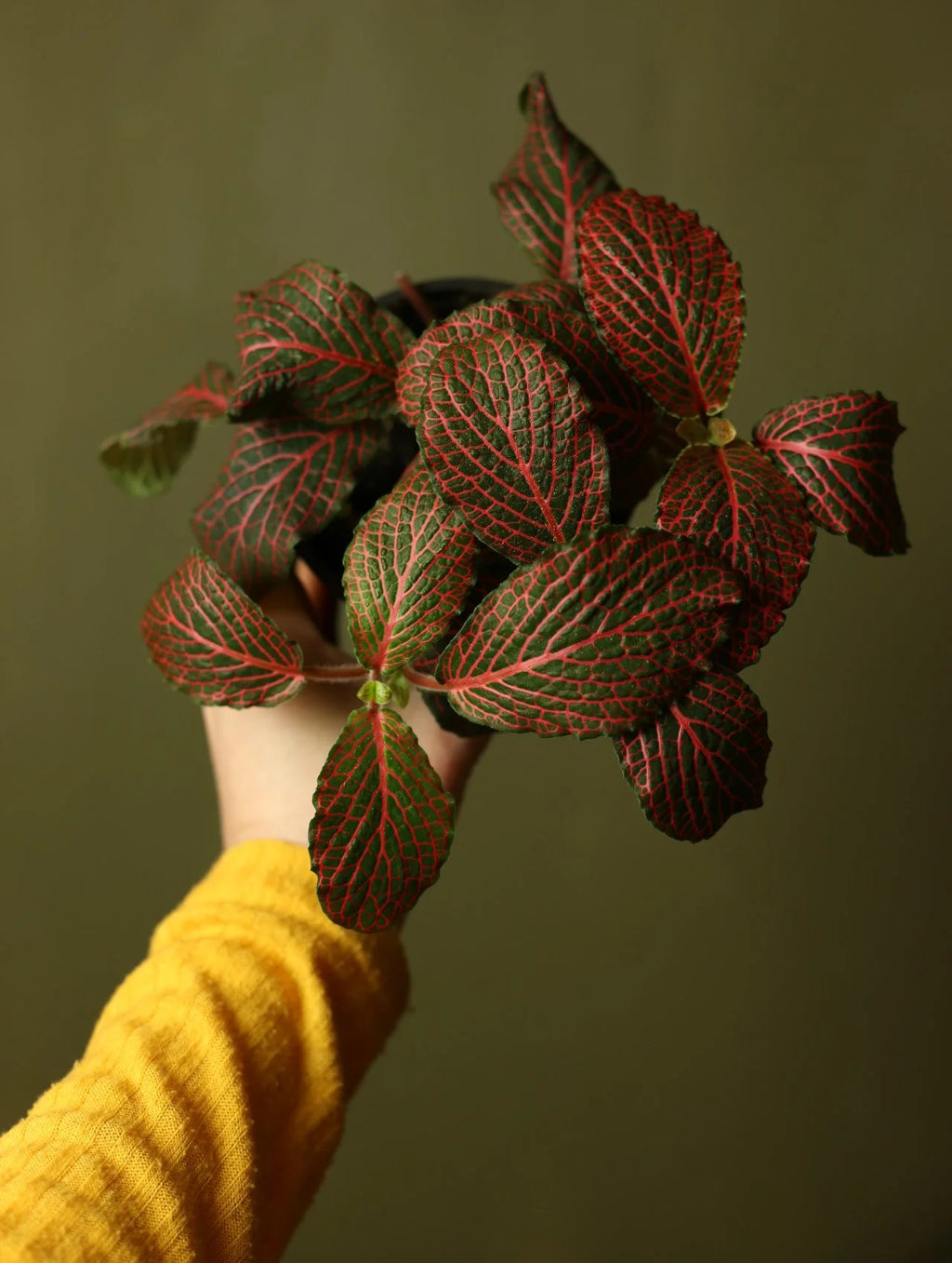 Red Nerve Plant 4 Inch