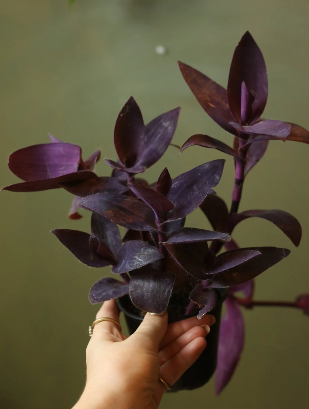Tradescantia Plants 4 Inch