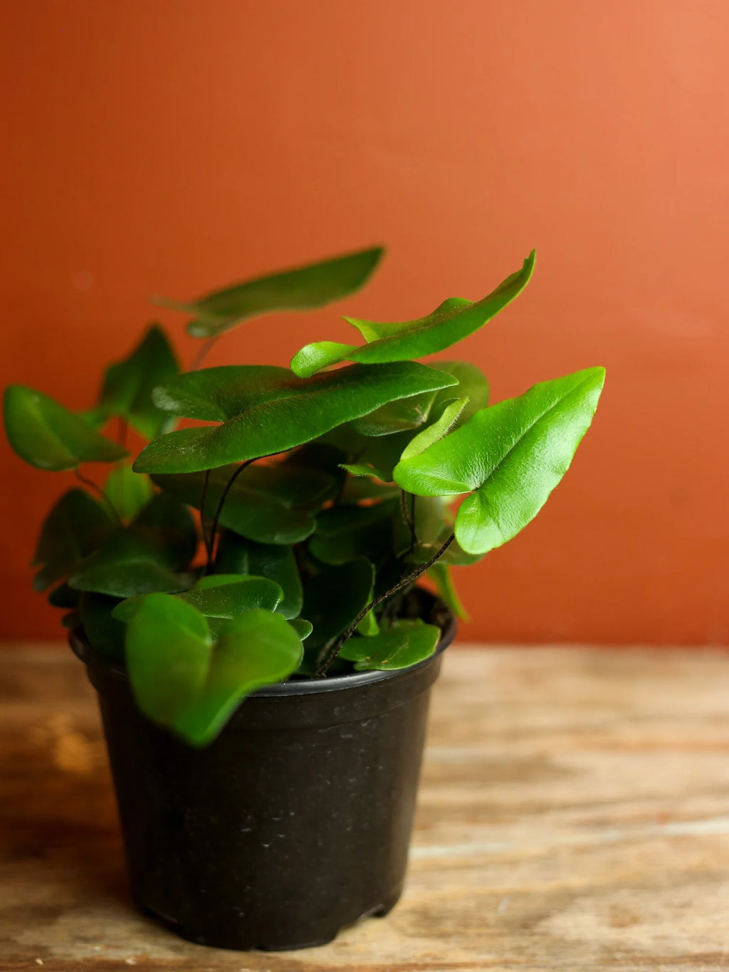 Heart Fern 6 Inch