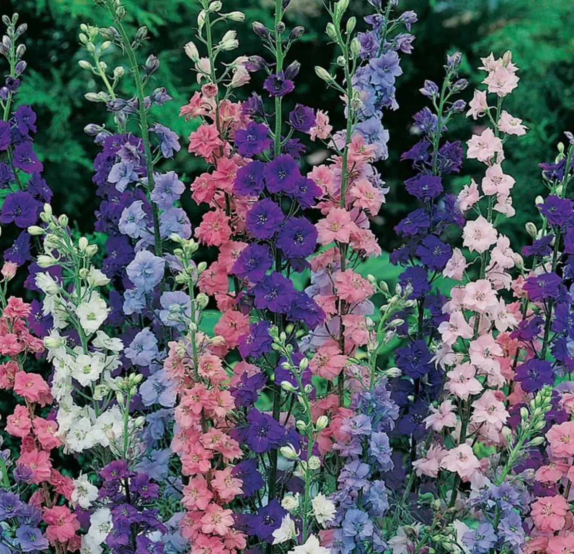 Wild Delphinium Flower Seeds