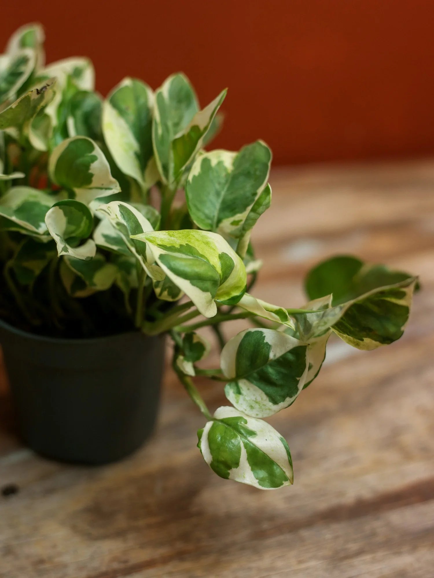 Pothos N' Joy 4 Inch