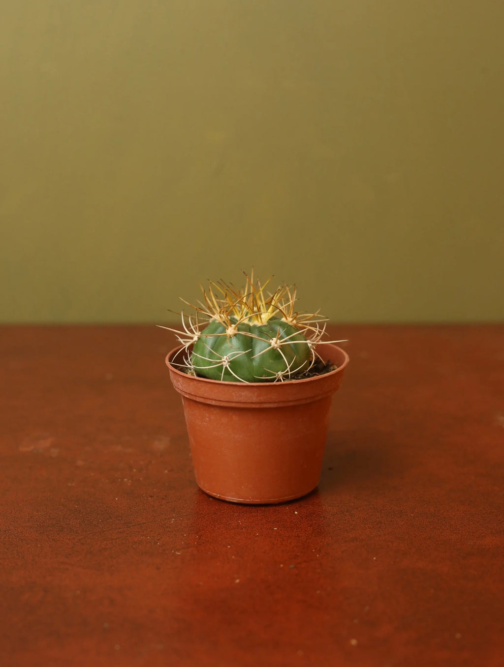 Gymnocalycium Monvillei Cactus 3 Inch