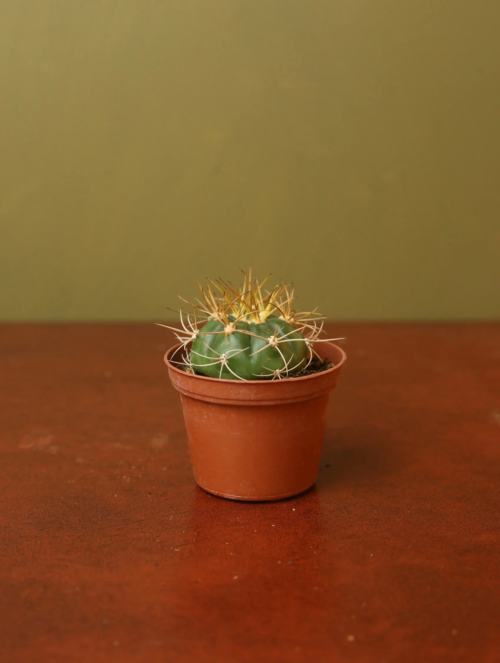 Gymnocalycium Monvillei Cactus 3 Inch