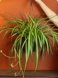 Spider Plant 8 Inch Hanging