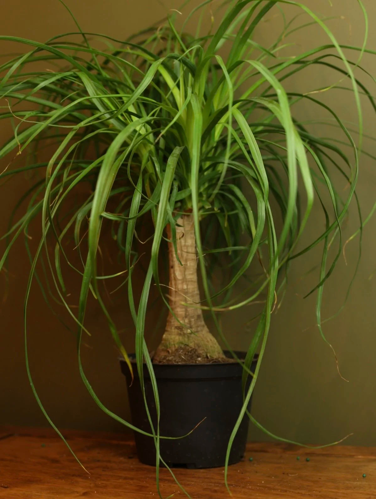 Ponytail Palm 6 Inch