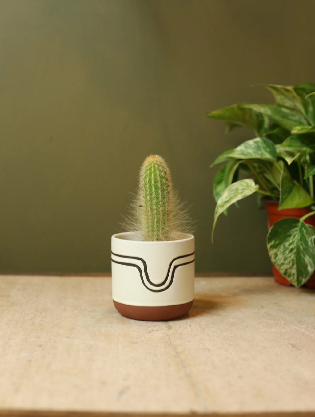 Burgundy Arch Plant Pot - 3 Inch