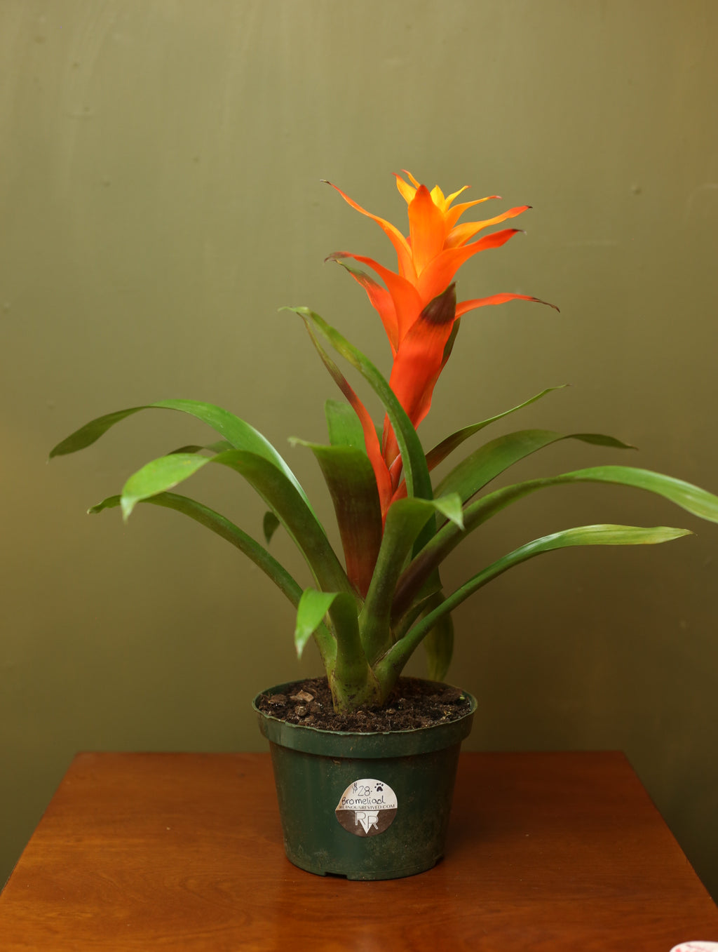 Orange Bromeliad Guzmania 6 Inch
