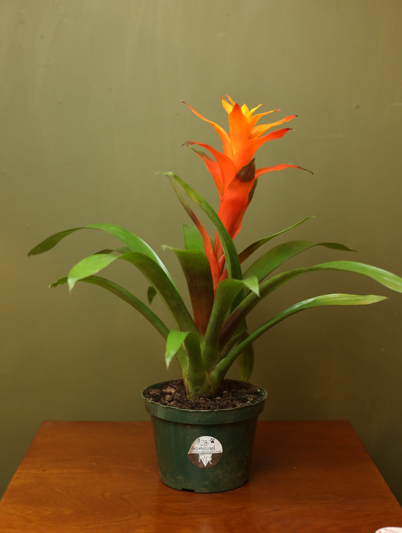 Orange Bromeliad Guzmania 6 Inch