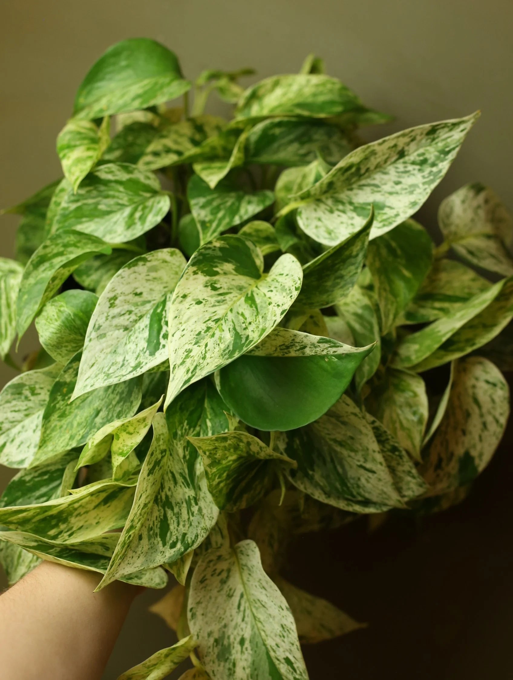 Marble Queen Pothos 6 Inch