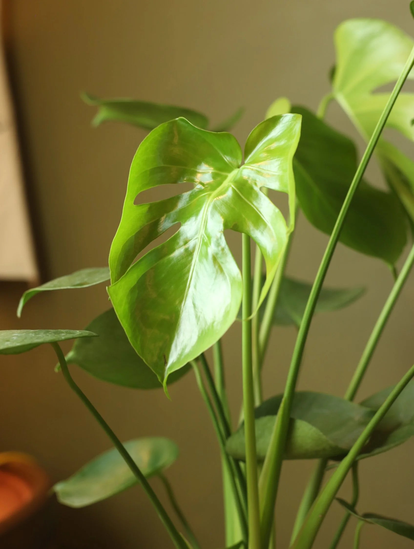 Monstera Deliciosa 6 Inch