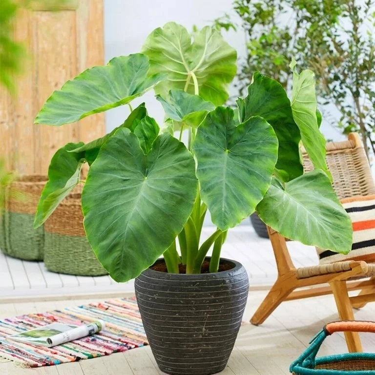 Elephant Ear Bulb
