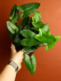 Heart Fern 6 Inch