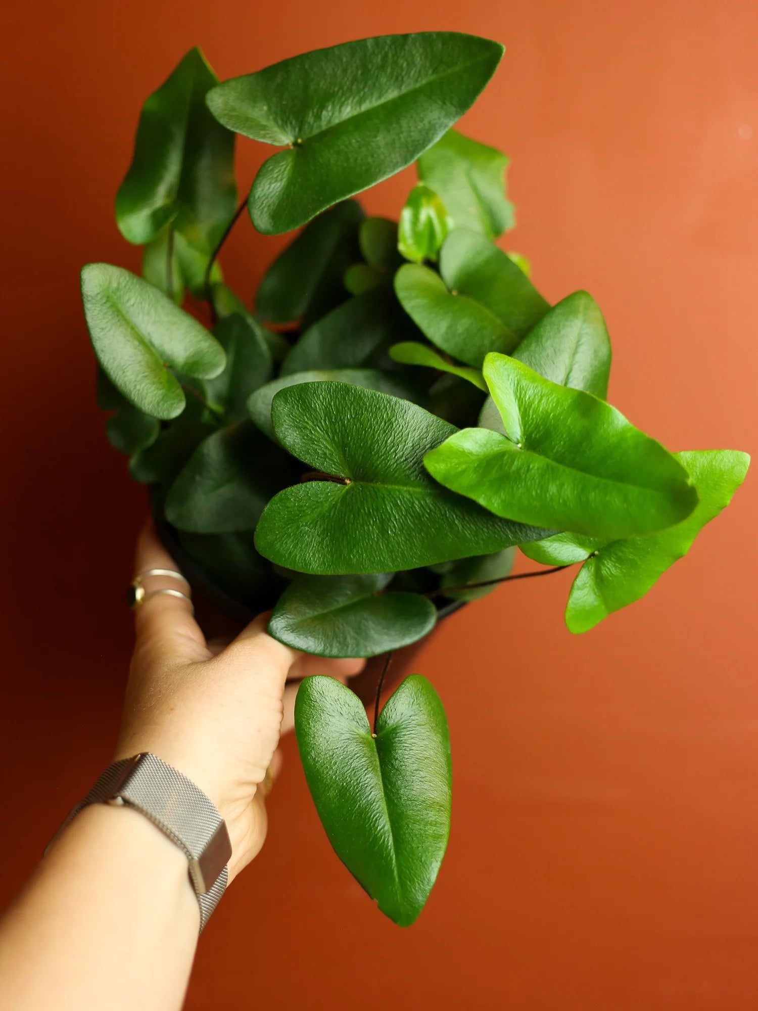 Heart Fern 6 Inch