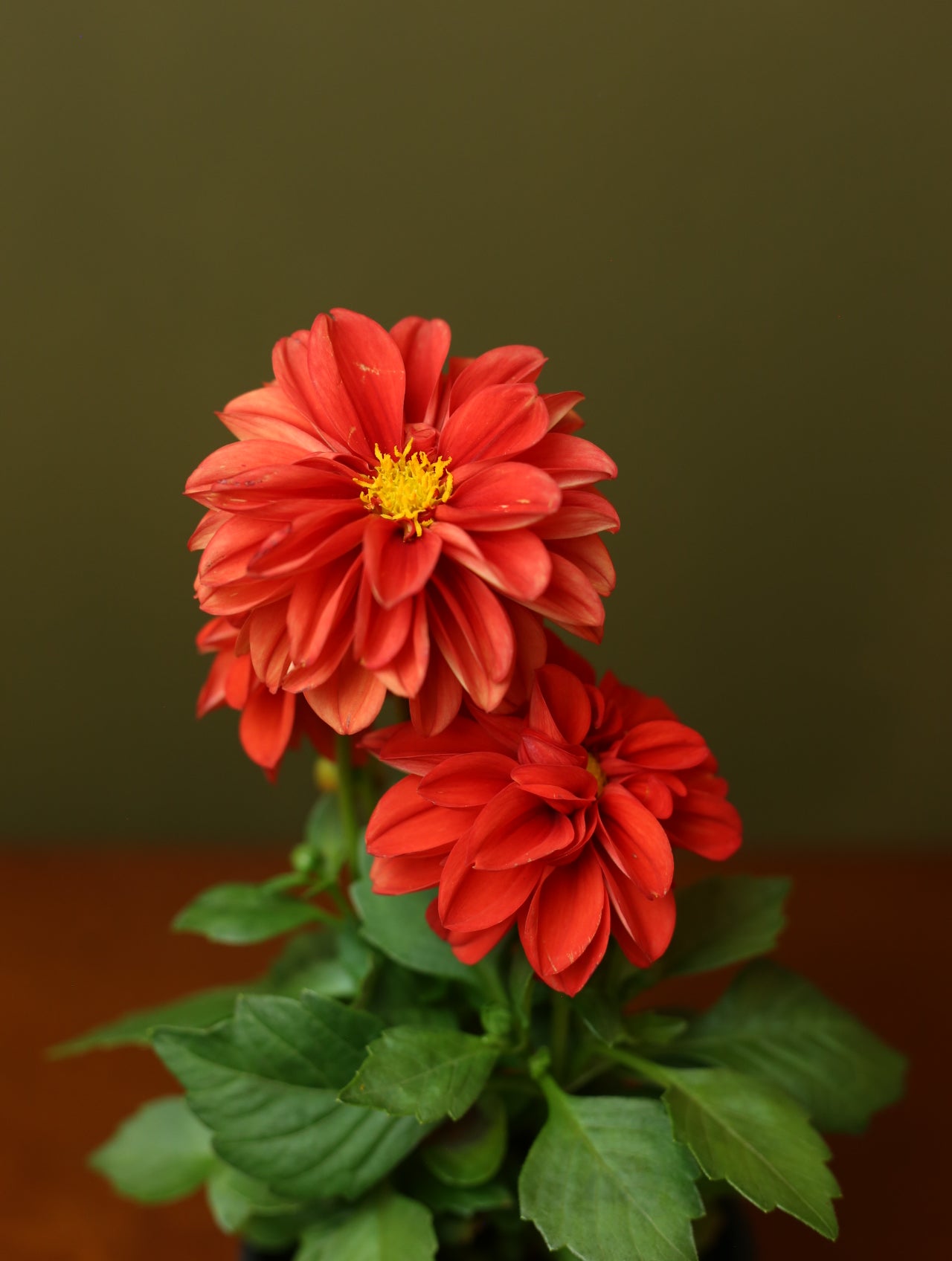 Dahlias 4 inch
