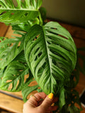 Monstera Adansonii 6 Inch