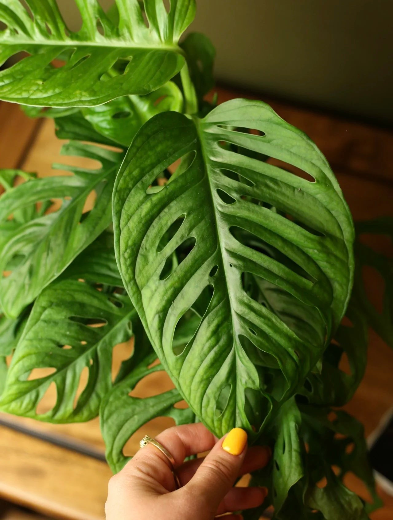 Monstera Adansonii 6 Inch