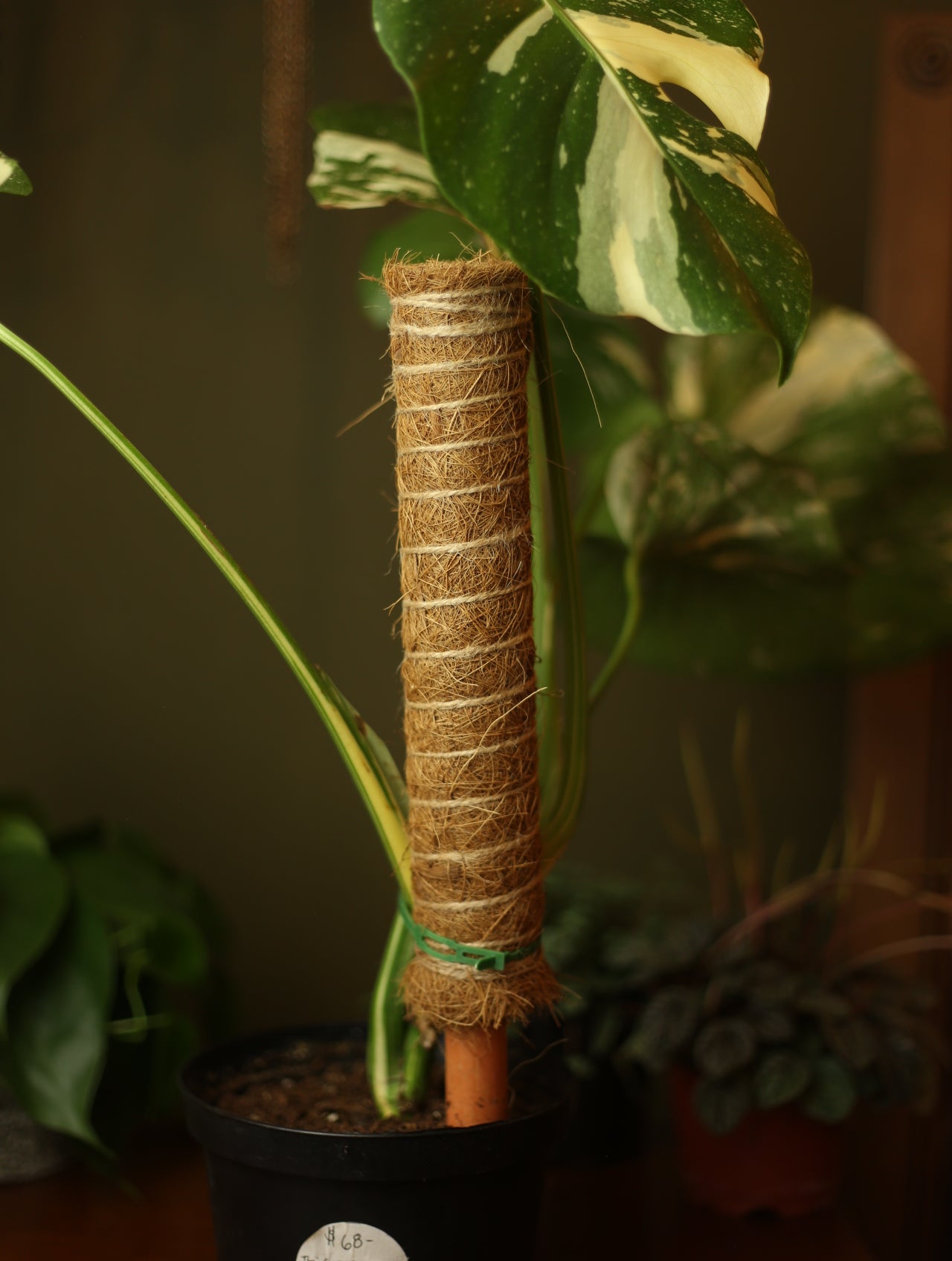 Stackable Coco Coir Plant Pole