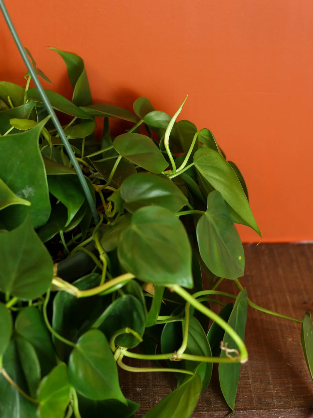 Heart Leaf Philodendron 8 Inch