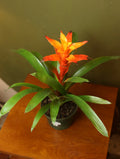 Orange Bromeliad Guzmania 6 Inch