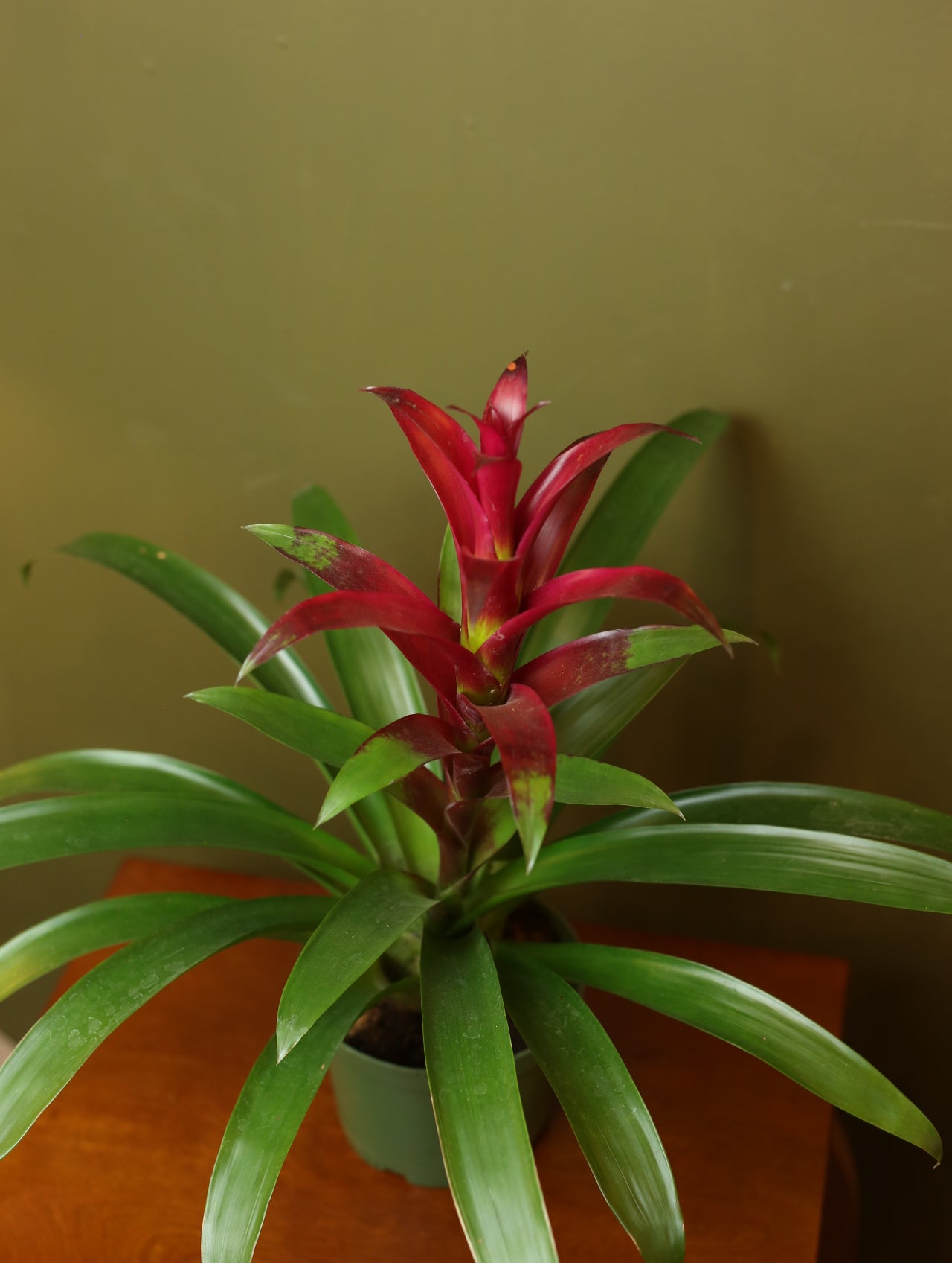 Bromeliad Guzmania Magenta 6 inch