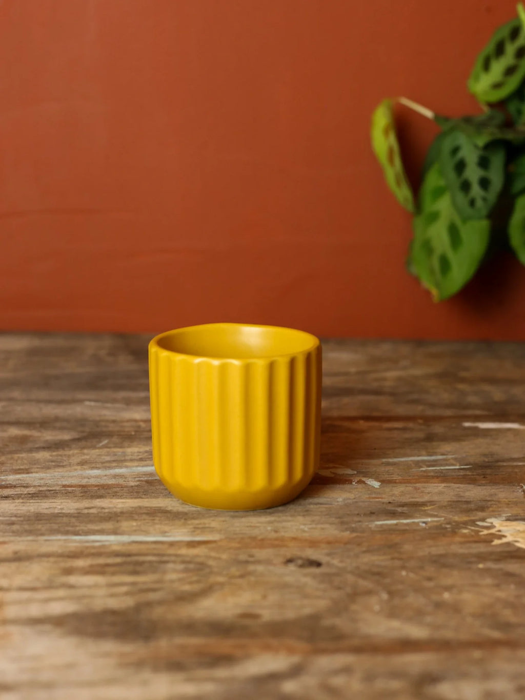 Mustard Plant Pot - 2.75 inch