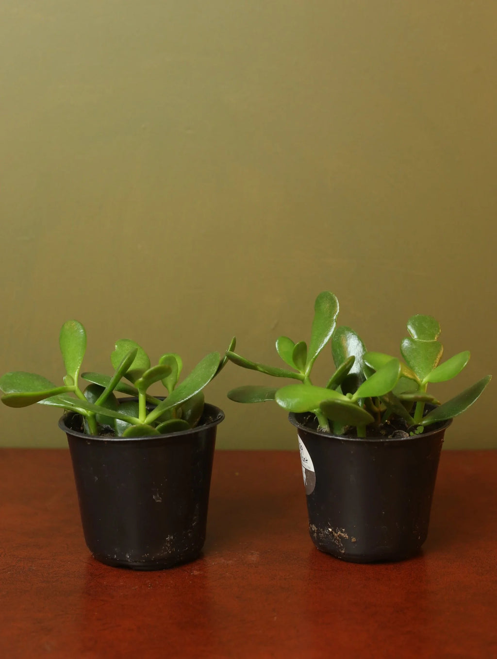 Jade Plant 4 Inch