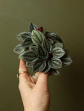 Silver Ripple Peperomia 4 inch