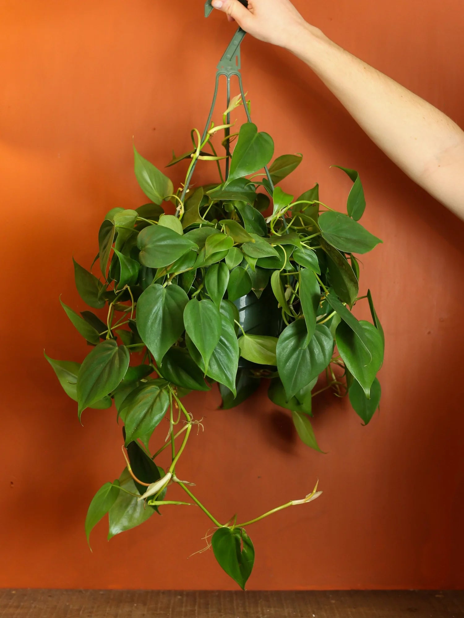 Heart Leaf Philodendron 8 Inch