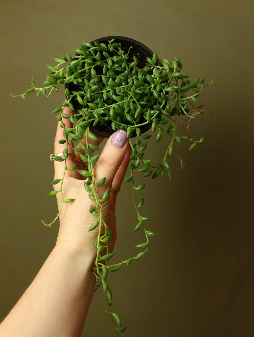 String of Bananas 4 Inch