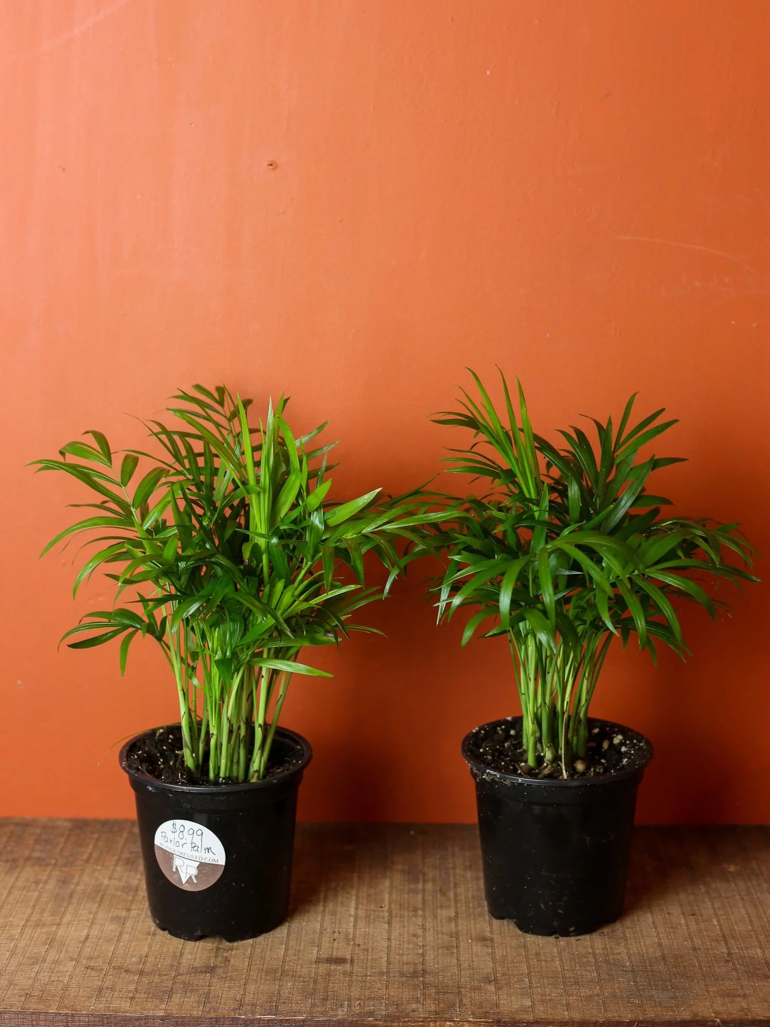 Parlor Palm 4 Inch