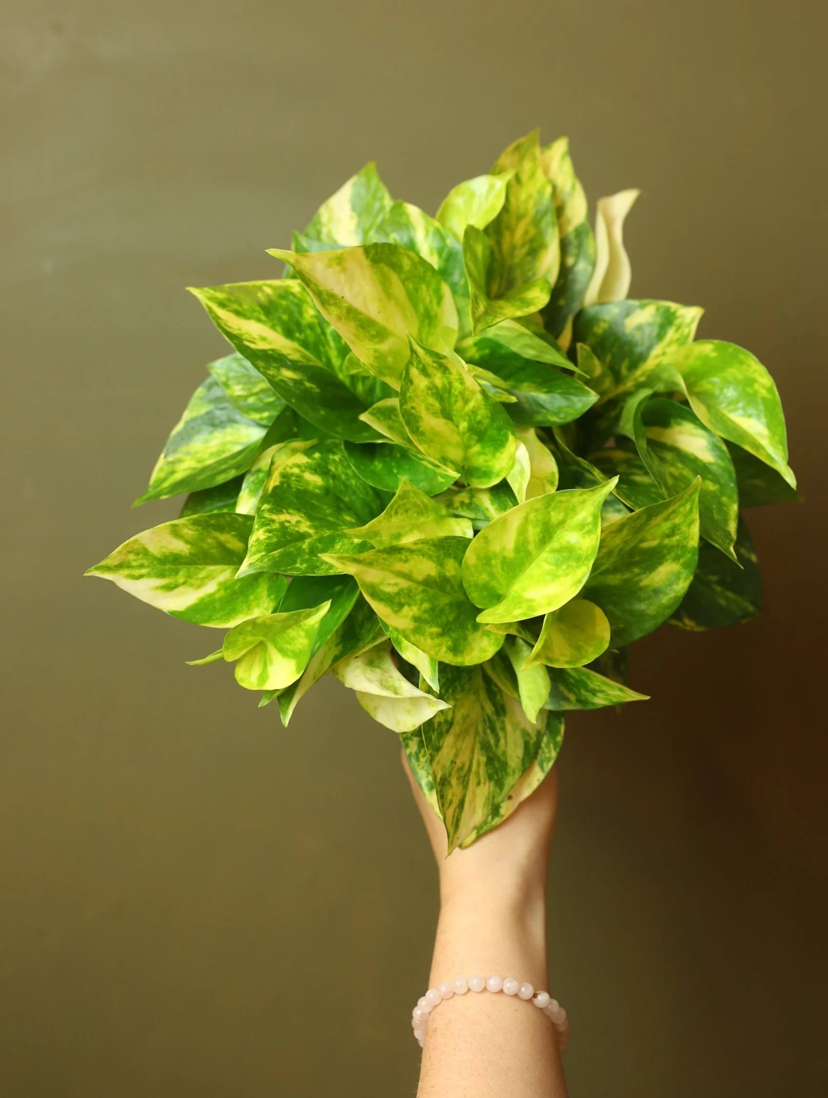 Golden Pothos 6 Inch