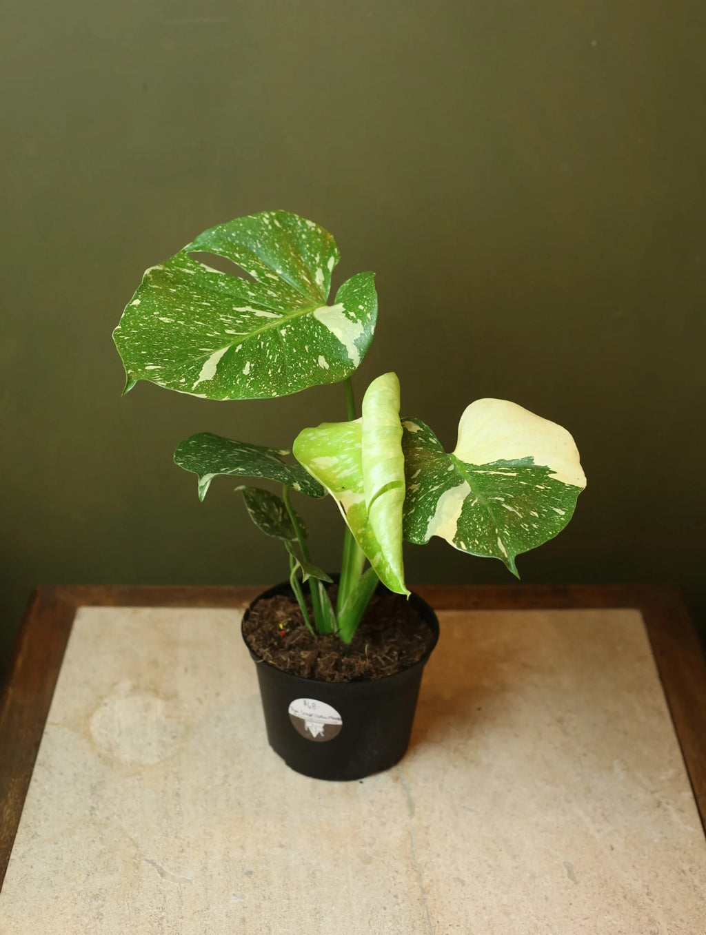 Monstera Thai Constellation 6 inch