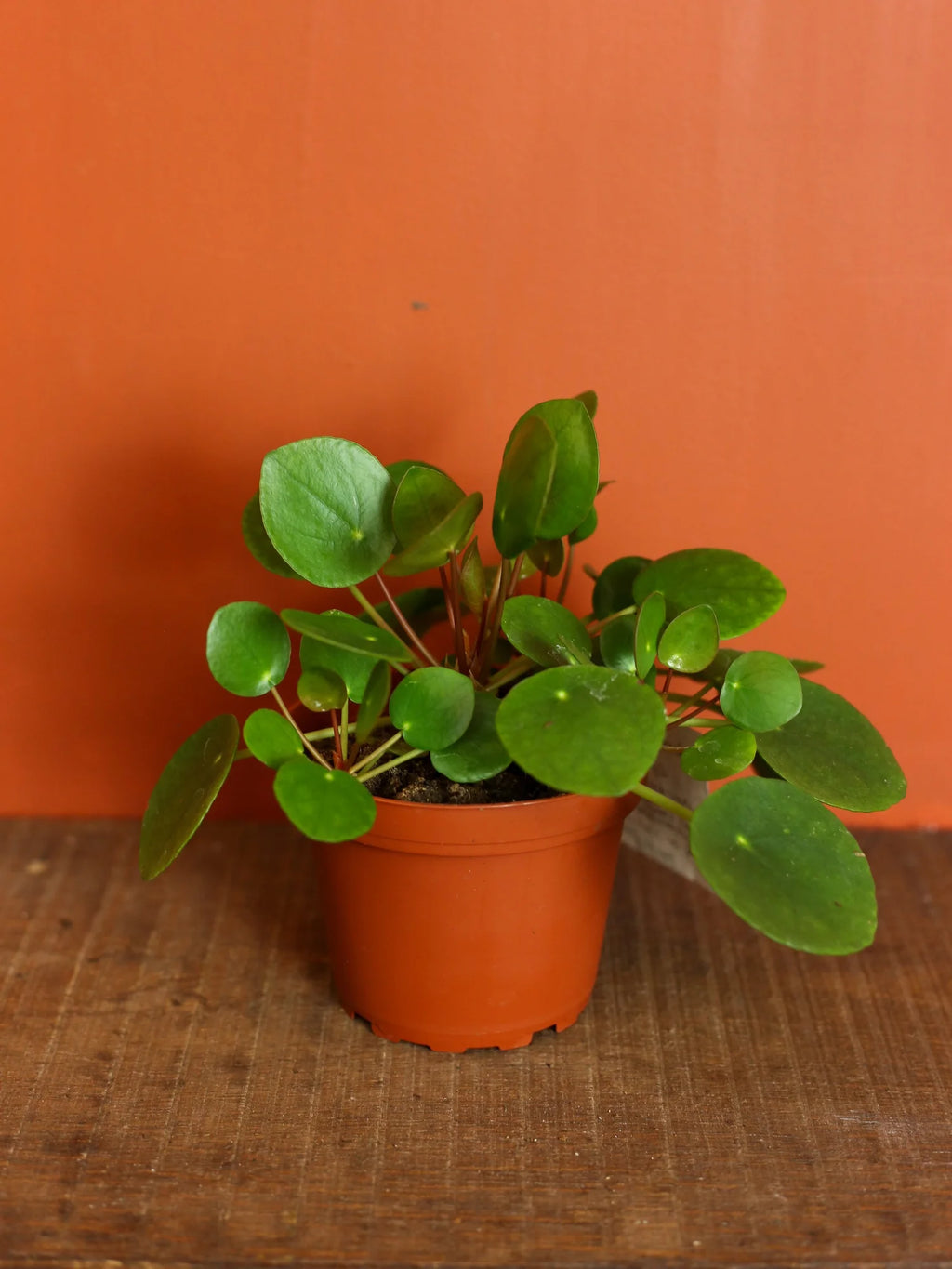 Pilea Peperomioides 4 Inch