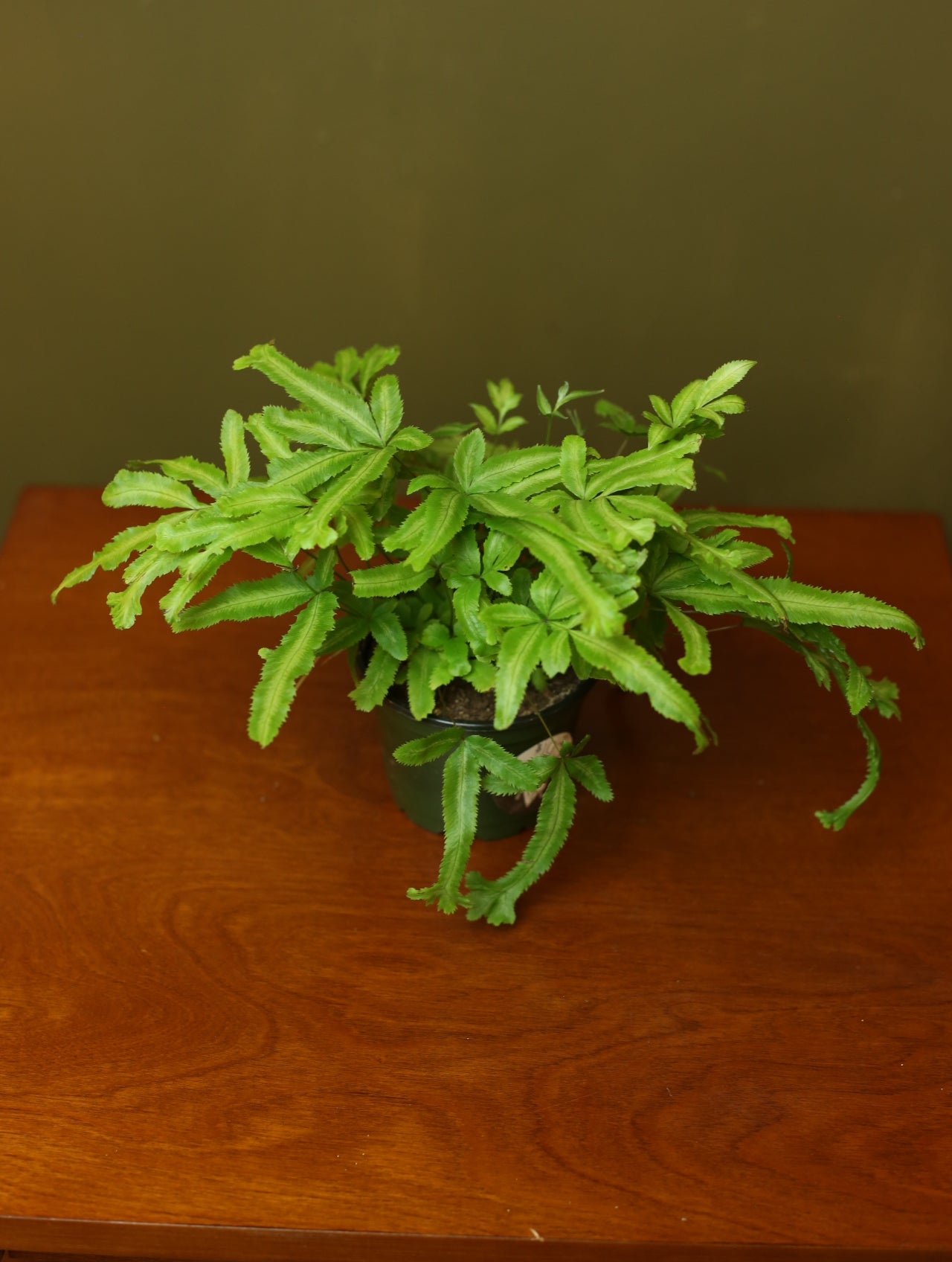Moonlight Fern 4 inch
