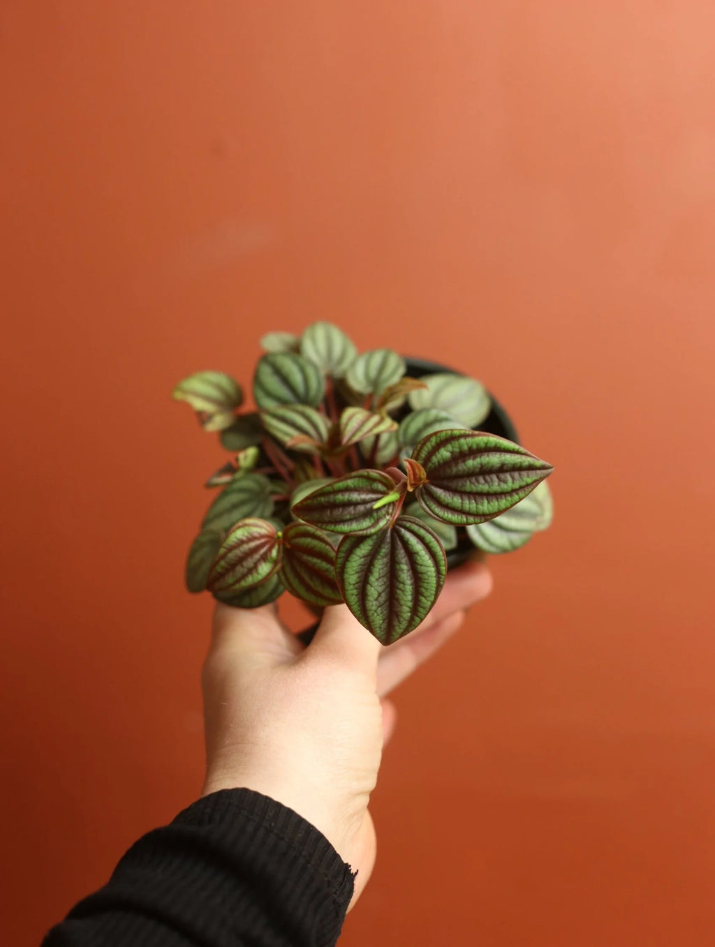 Peacock Peperomia 4 Inch