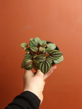Peacock Peperomia 4 Inch
