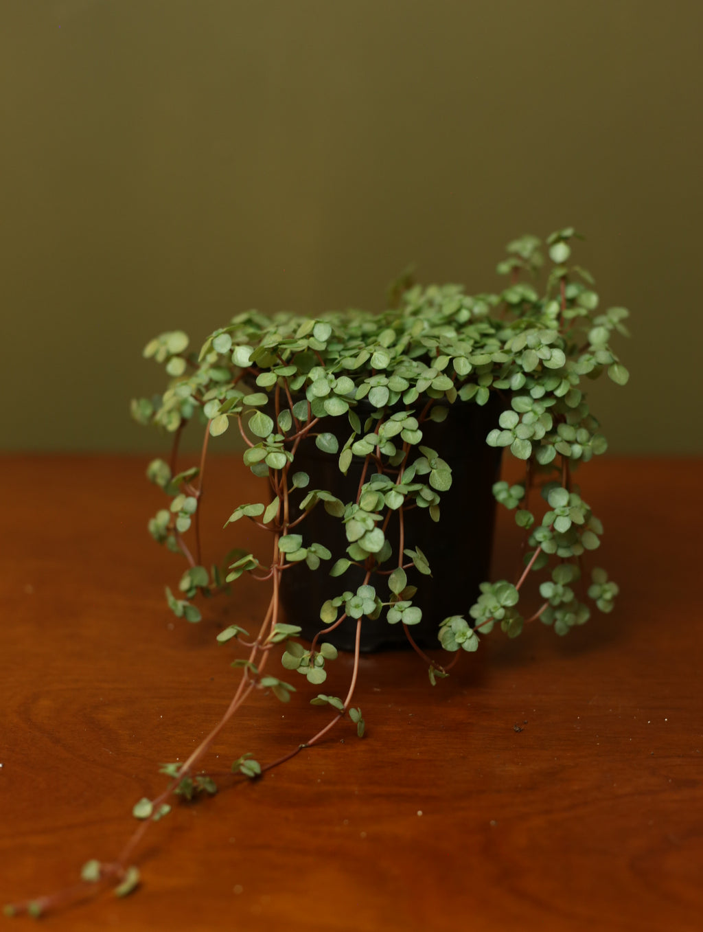 Pilea Mystifall 4 inch