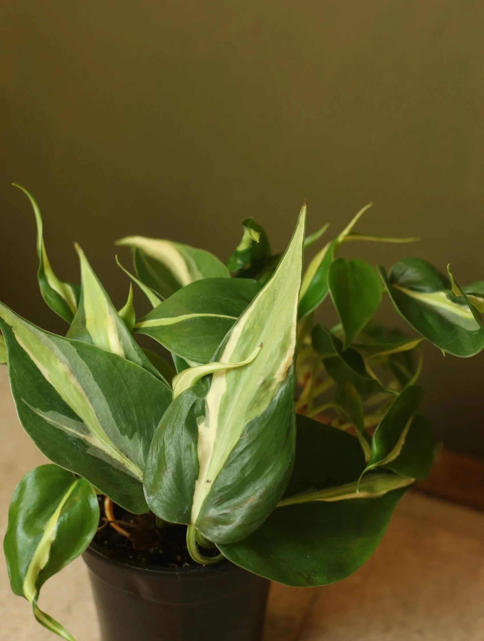 Philodendron Silver Stripe 4 Inch