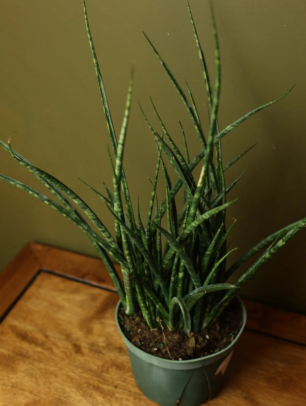 Sansevieria Fernwood 6 Inch