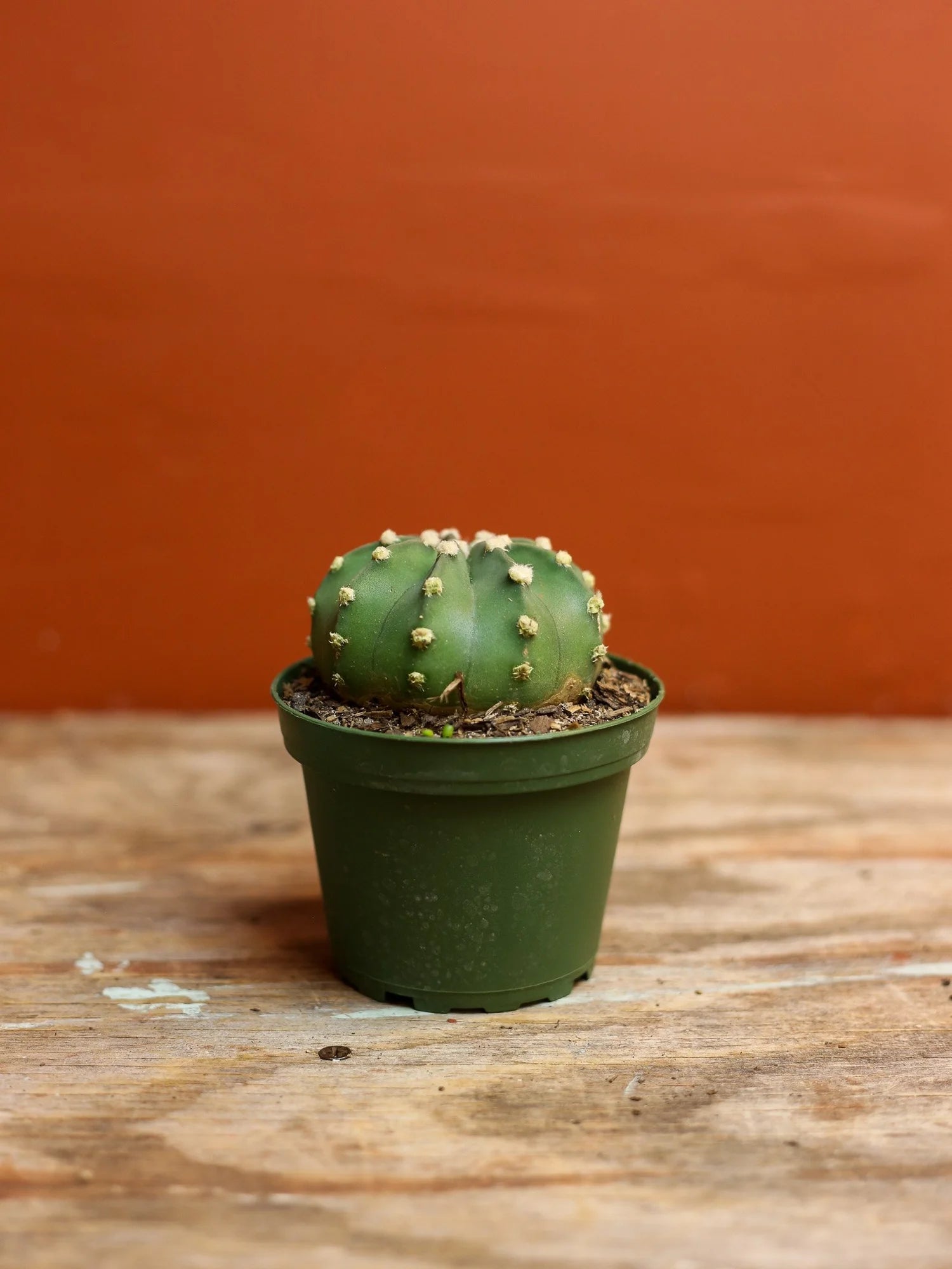 Easter Lily Cactus 4 Inch