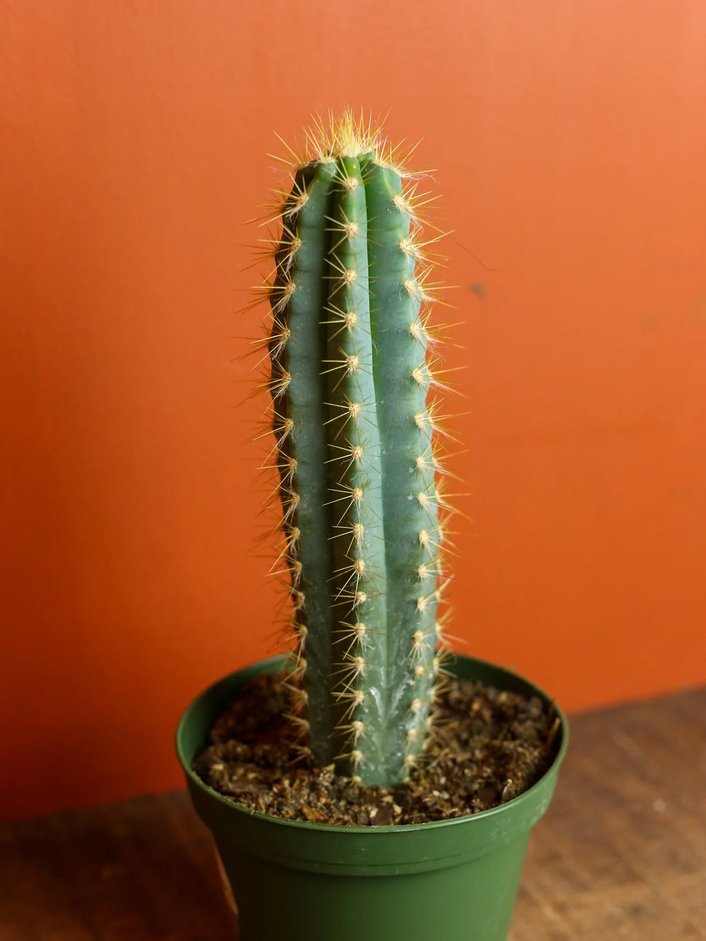 Blue Columnar Cactus 4 Inch