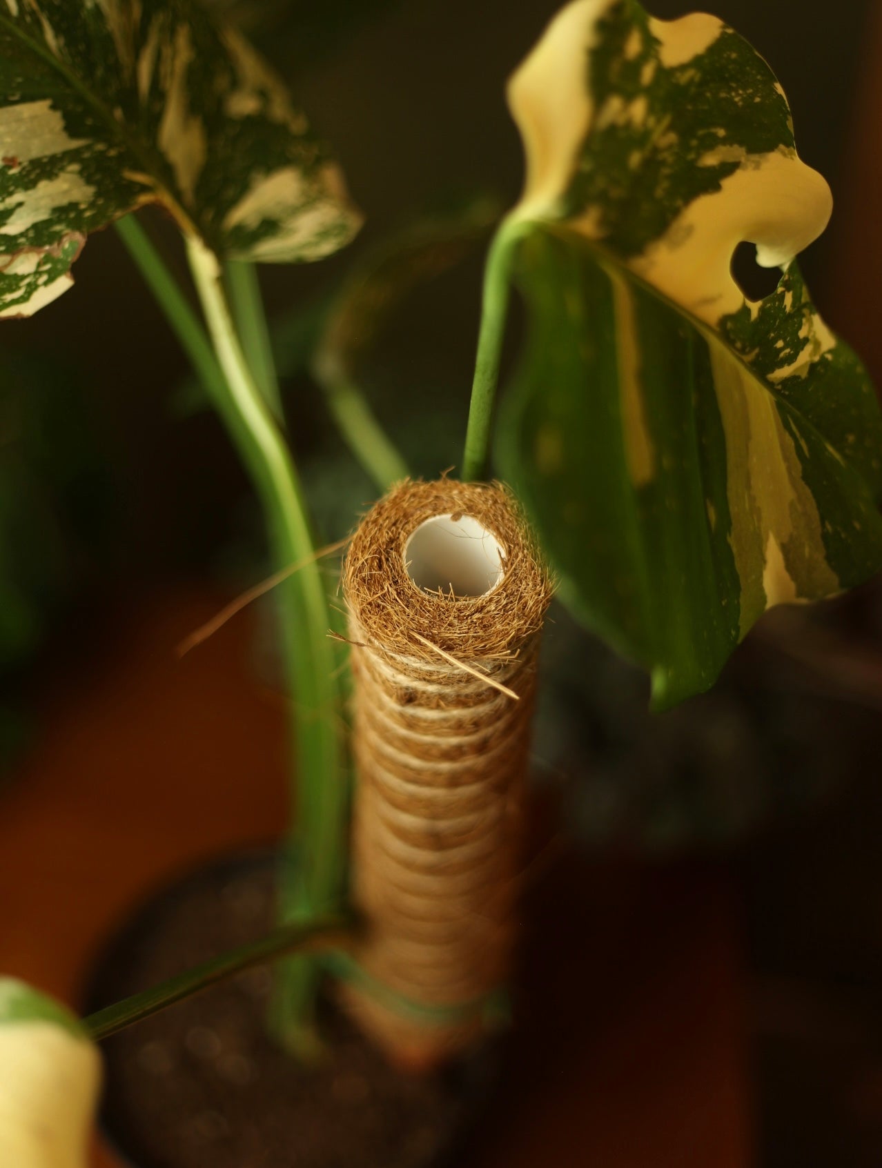 Stackable Coco Coir Plant Pole