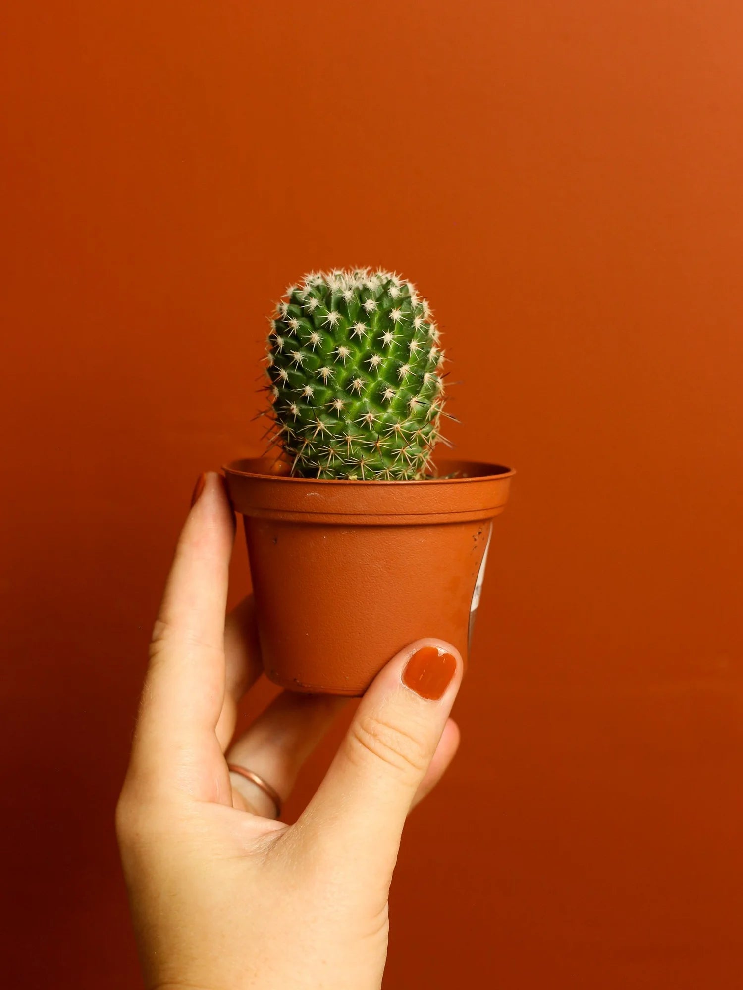 Pincushion Cactus 3 Inch
