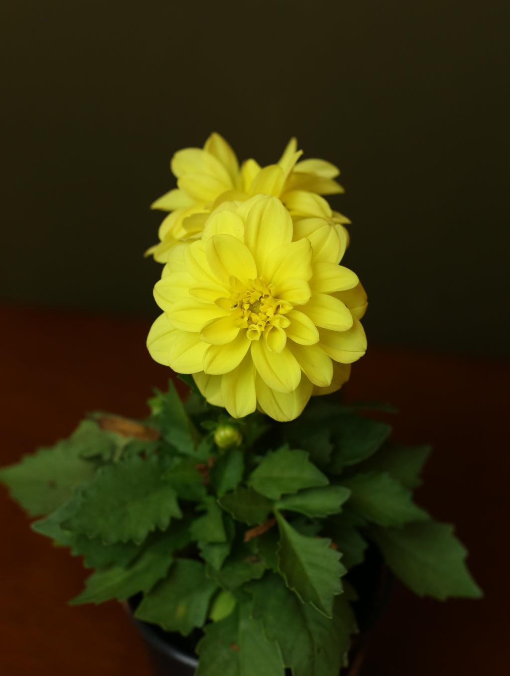 Dahlias 4 inch