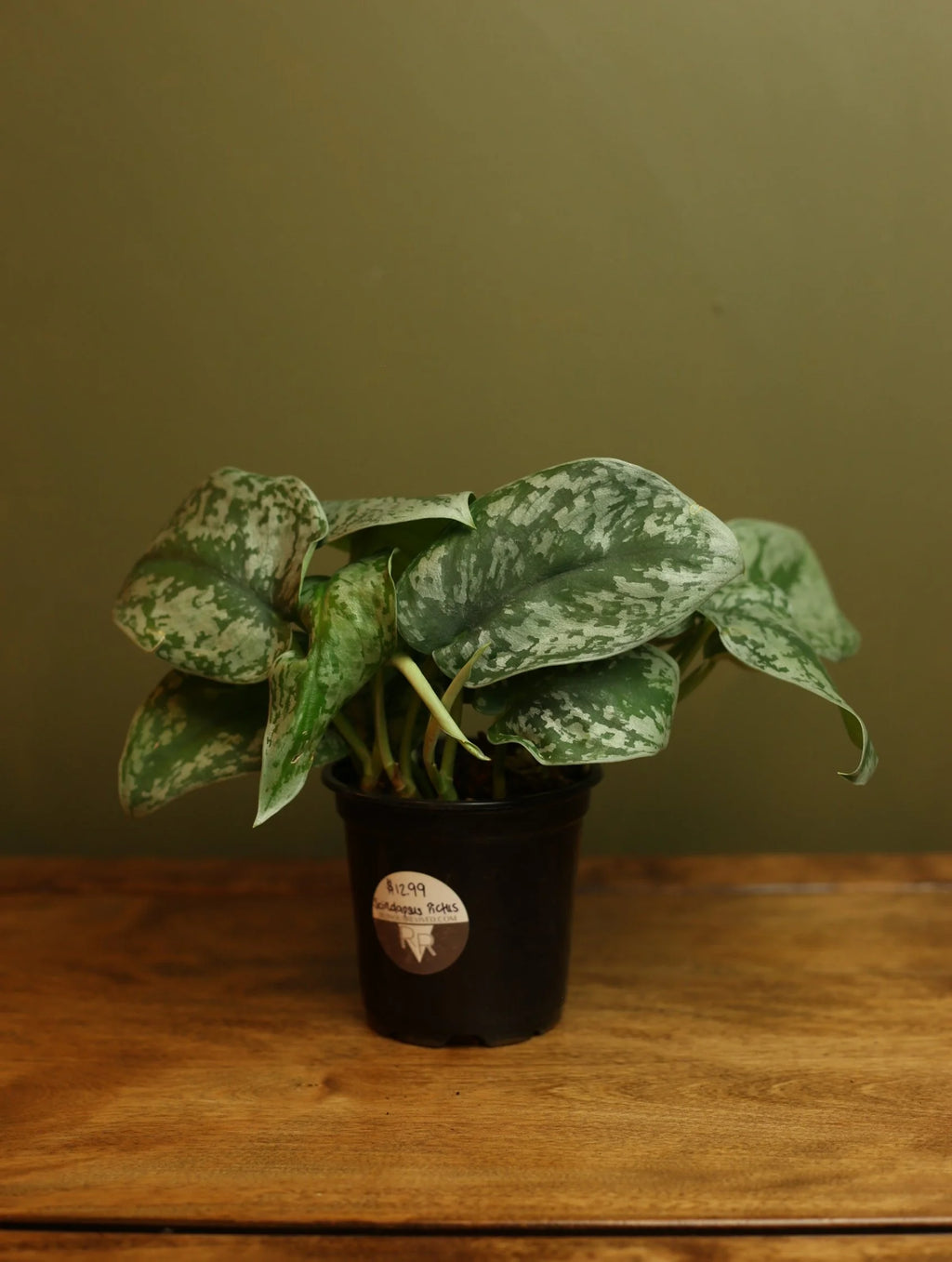 Scindapsus Pictus 'Exotica' 4 Inch