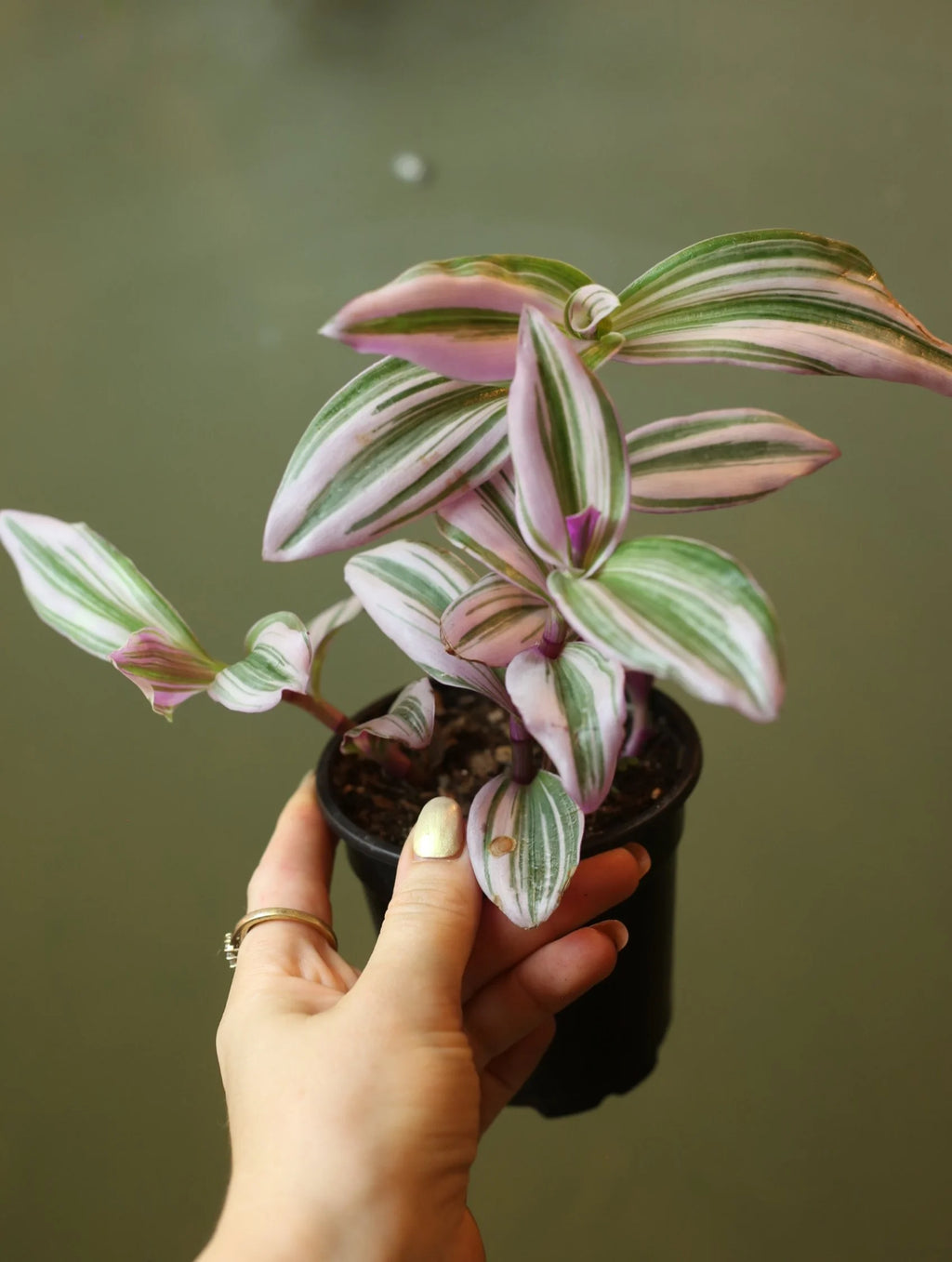 Tradescantia Plants 4 Inch