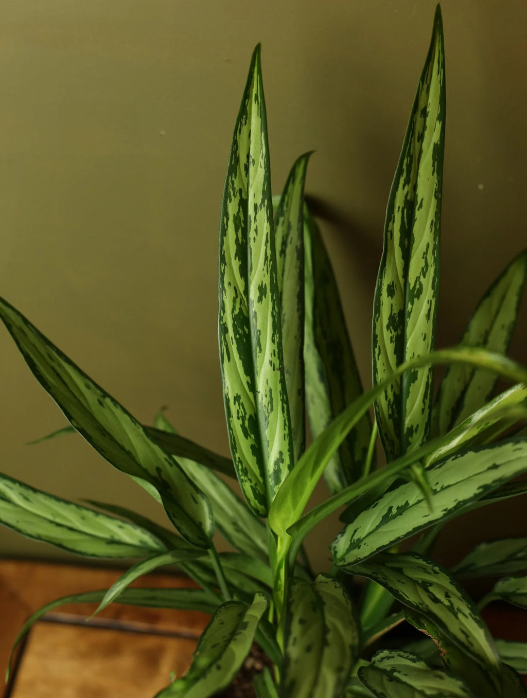 Chinese Evergreen 'Cutlass' 6 Inch