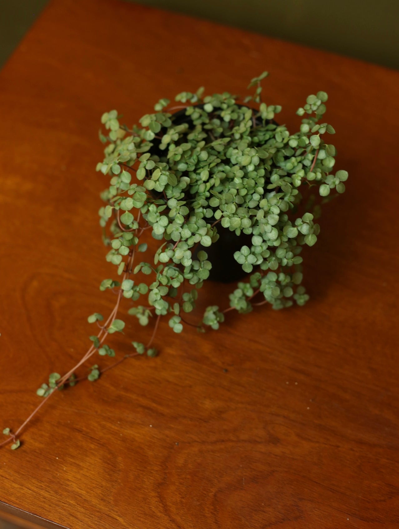 Pilea Mystifall 4 inch