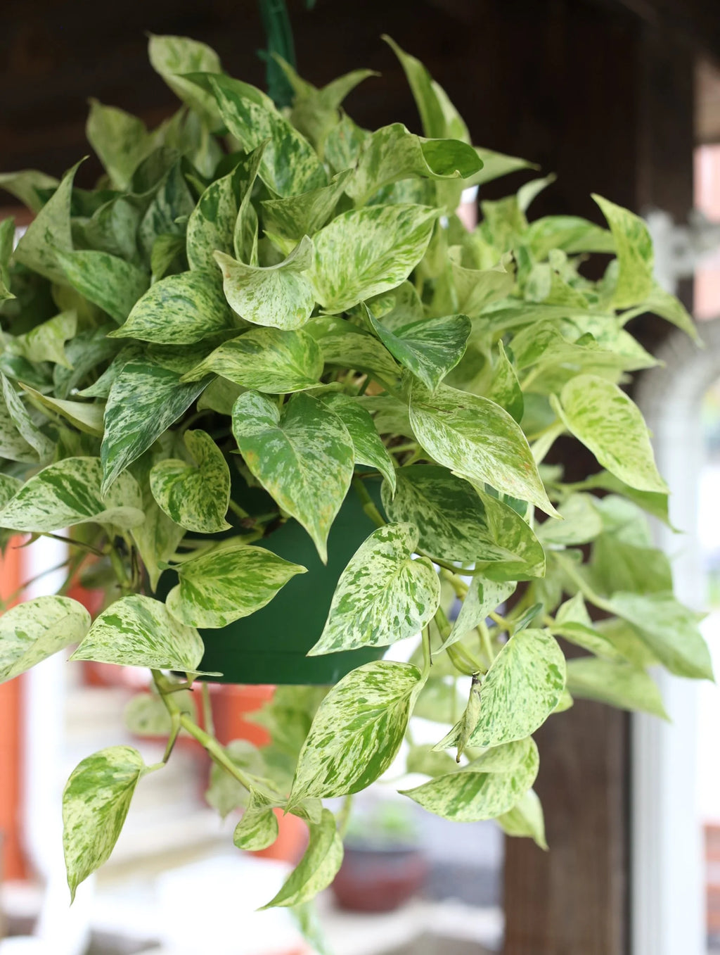 Marble Queen Pothos 8 Inch