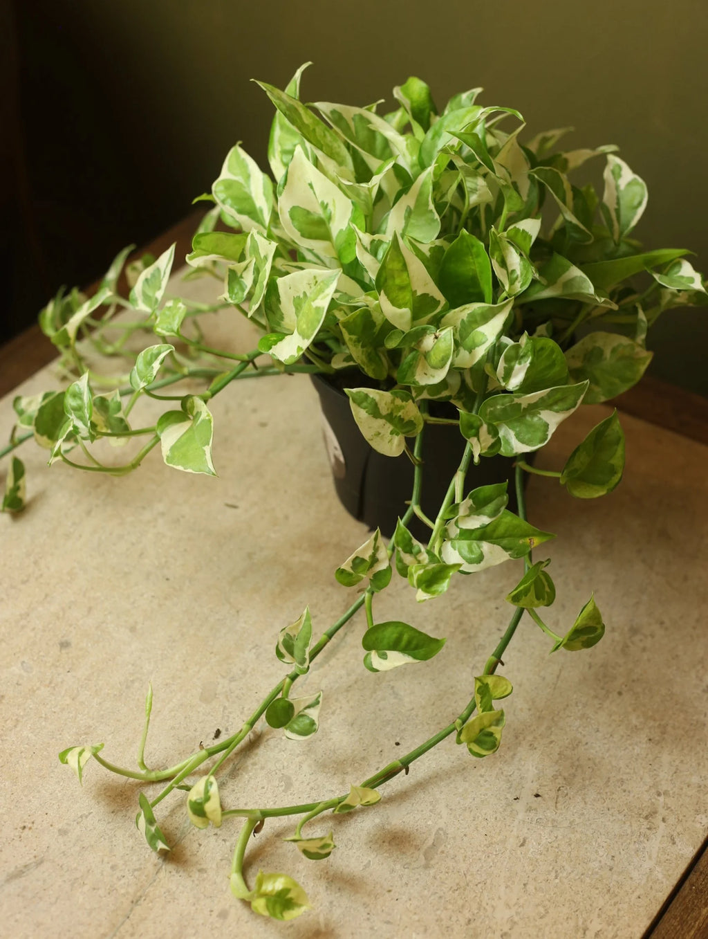 Neon Pothos N' Joy 6 Inch